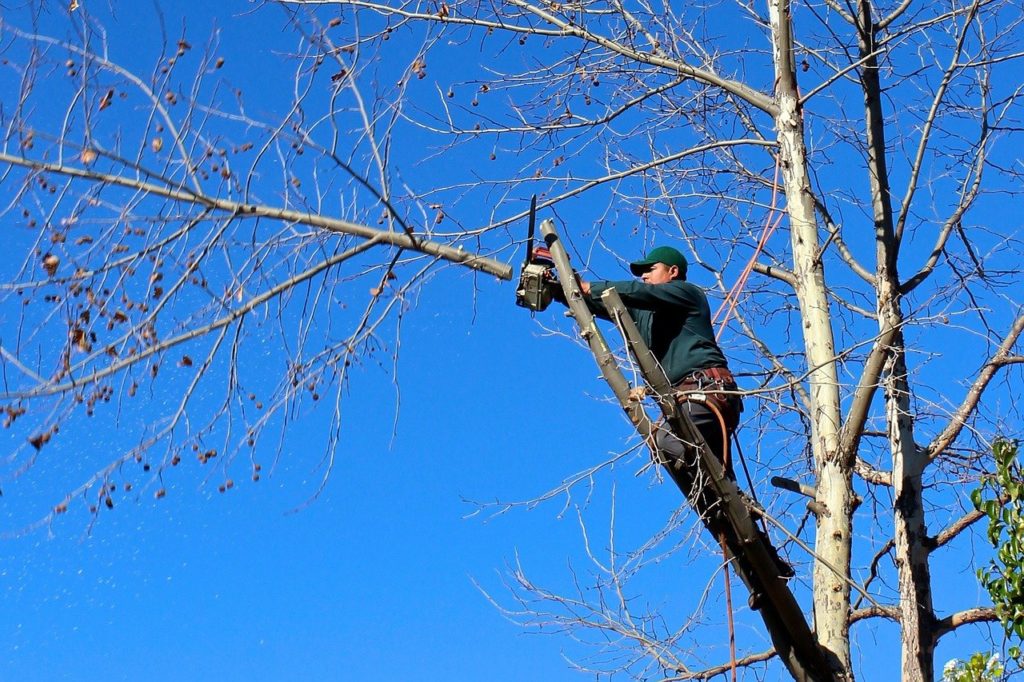 tree care